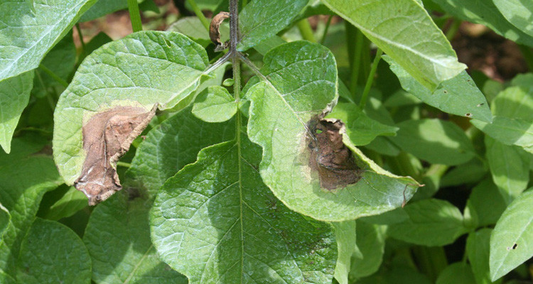 وزارة الفلاحة تحذّر من مرض خطير بحقول البطاطا والطماطم الفصلية والقرعيات والكروم