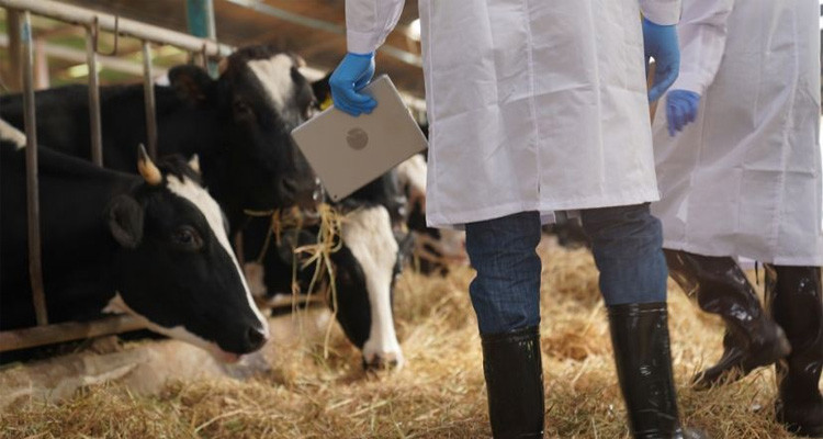 أرقام أطباء بياطرة للإجابة عن استفساراتكم بخصوص سلامة أضحية العيد