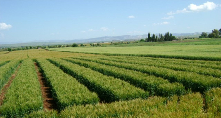 الدولة تسترجع حوالي 99 ألف هكتار من العقارات الدولية الفلاحية