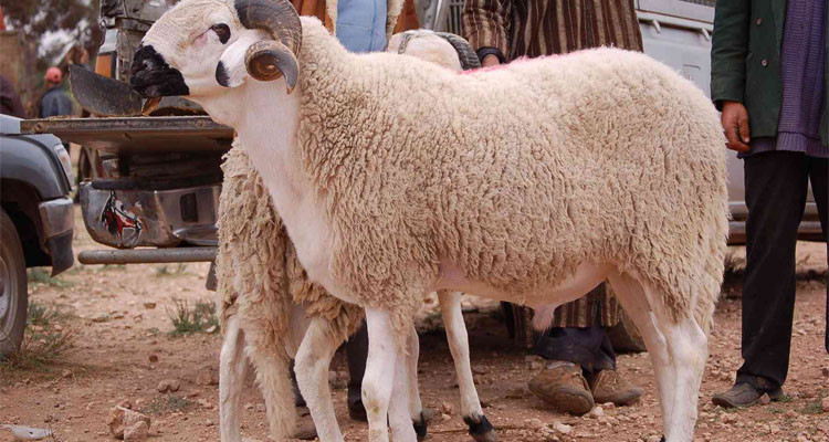 اكتشاف مرض خطير لدى عدد من أضاحي العيد