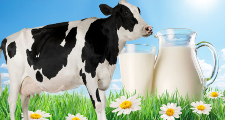 عضو اتحاد الفلاحة يحذرّ من تحول الصعوبات في قطاع الحليب إلى أزمة