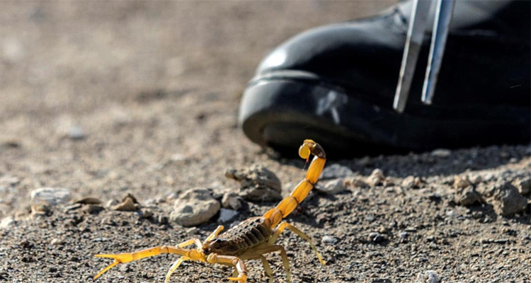 المنظمة الدولية لحماية أطفال المتوسّط: موظف عمومي يكلف الأطفال بجمع العقارب ليبيعها لمعهد باستور