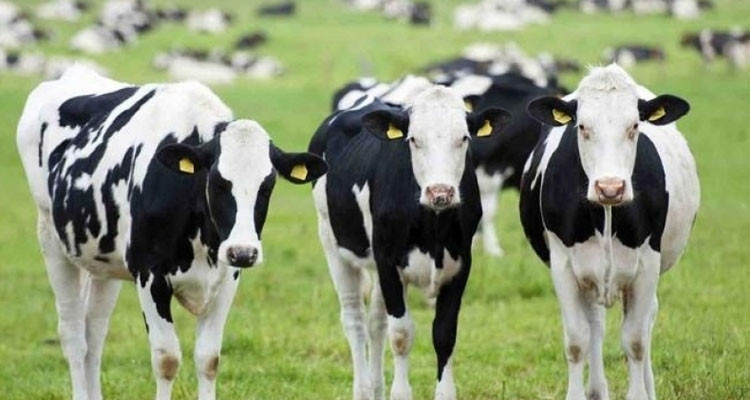 تونس تمنع توريد الأبقار من البلدان الموبوءة بمرض النزف الوبائي