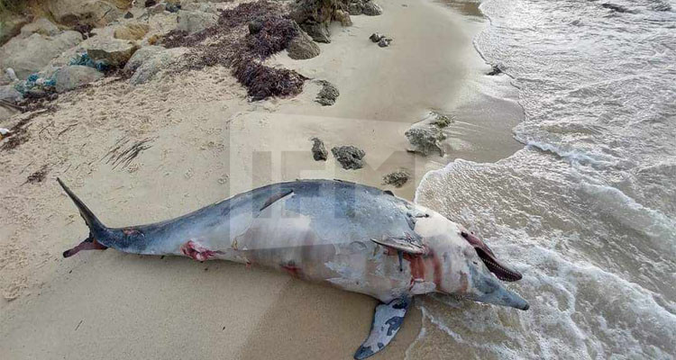 العثور على دلفين متعفن في خليج الحمامات