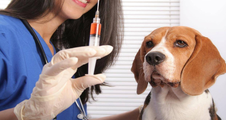 حملة مجانية لتلقيح القطط والكلاب ضدّ داء الكلب بأريانة