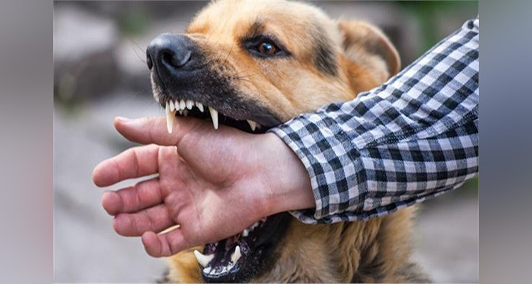 عميد البياطرة: عدد الوفيات بالكلب سيرتفع السنة القادمة لهذا السبب