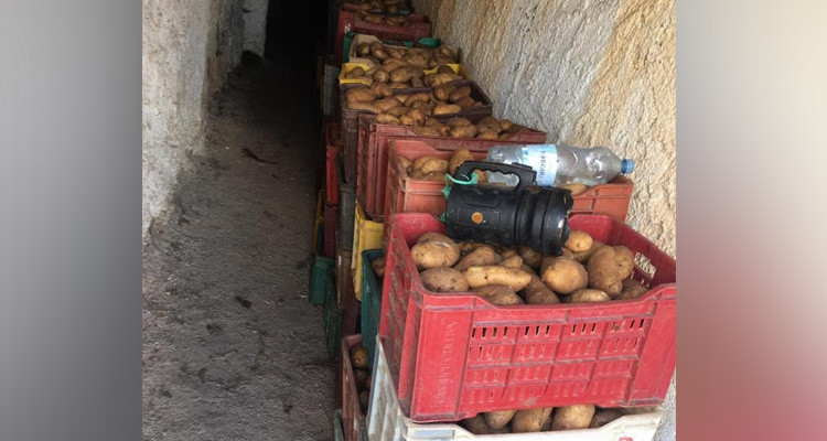 جز 2425 كلغ من البطاطا معدة للترويج خارج مسالك التّوزيع القانونية
