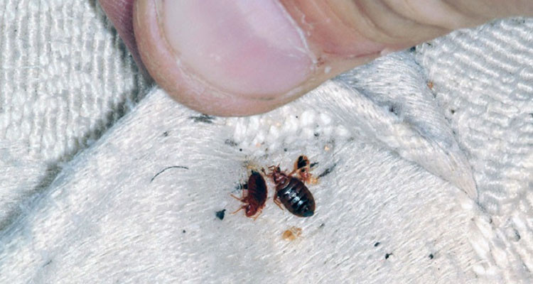 محمد رويس: الحديث عن وجود حشرة "البقّ" في سوسة مبالغ فيه