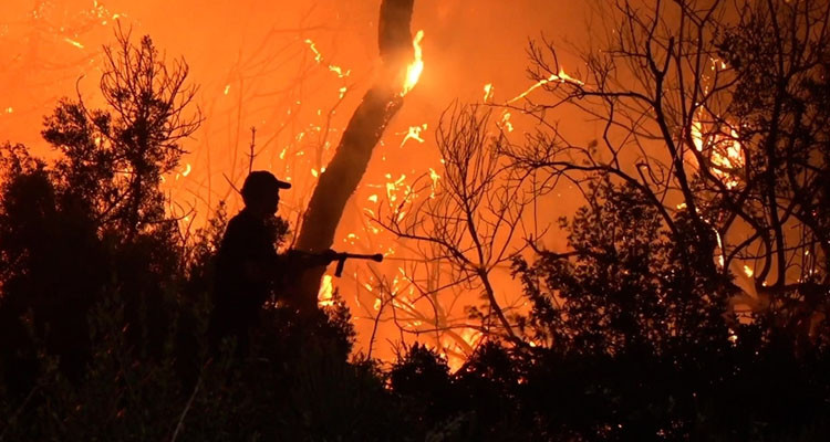 مسؤول بإدارة الغابات: تونس سجلت 438 حريقا الصيف المنقضي أتى على 4800 هكتار