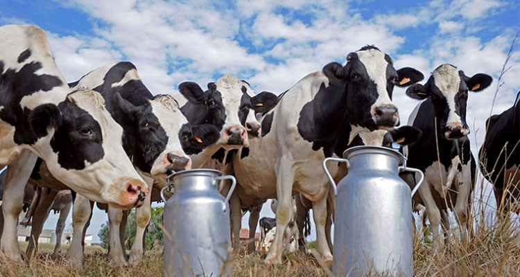 وزيرة التجارة: إنتاج الحليب سيعود إلى نسقه الطبيعي بعد أسبوعين