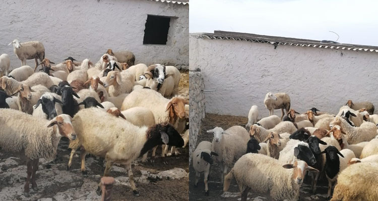  سليانة: سرقة 40 رأس غنم بعد تسميم كلاب الحراسة 
