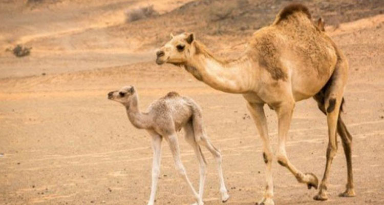 خبير في الشأن الفلاحي يدعو للاستنجاد بلحم القعود في عيد الأضحى