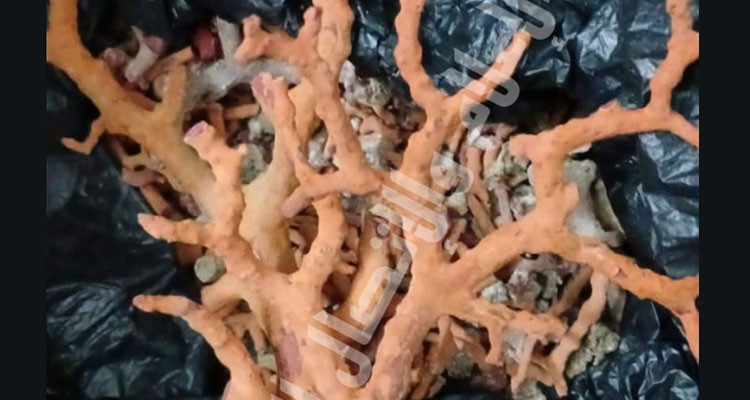 طبرقة: حجز كمية من المرجان مخفية بأحد المنازل بغرض تهريبه