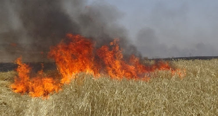 سليانة: مندوبية الفلاحة تدعو إلى إتخاذ جملة من التدابير للتوقي من الحرائق