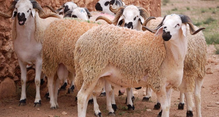 مسؤول باتحاد الفلاحة: أضاحي العيد متوفرة وأسعارها تبقى معقولة
