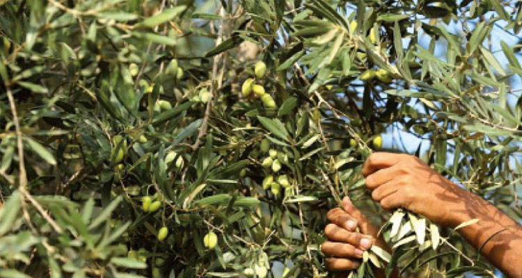 خبير في المناخ: التوجه نحو قطاع الزياتين غير المحلية عملية انتحارية