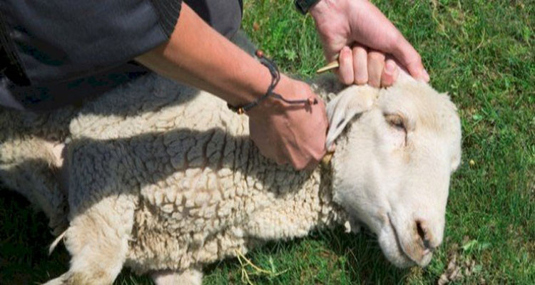 غلاء أسعار أضحية العيد: مفتي الجمهورية يحسم الجدل بخصوص شرائها