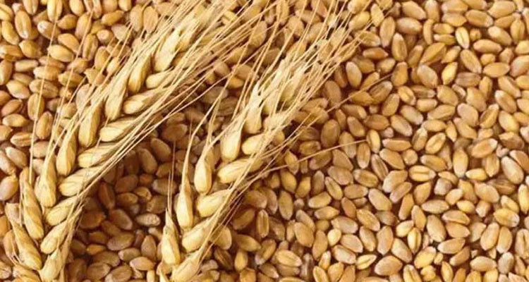 اتحاد الفلاحة: بإمكان تونس تجميع 5.5 مليون قنطار من الحبوب