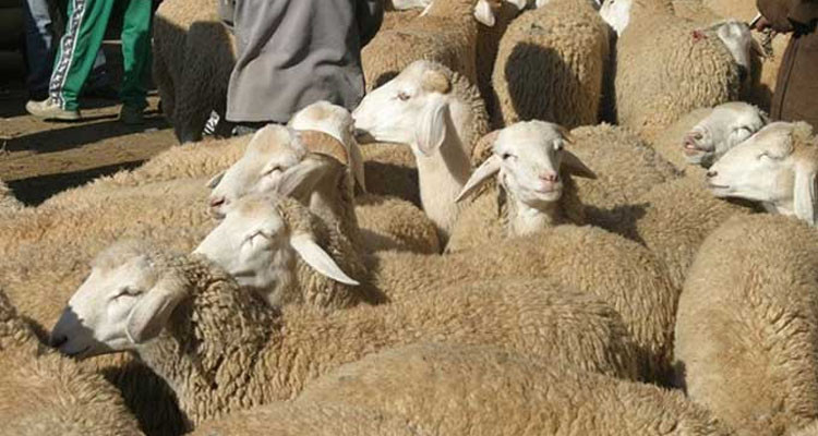 باجة: علوش العيد بـ 20 د للكلغ في نقطة بيع من المنتج إلى المستهلك بقبلاط