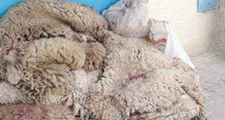 بلدية قصور الساف تدعو إلى وضع الفضلات وجلود الأضاحي في هذه الأماكن