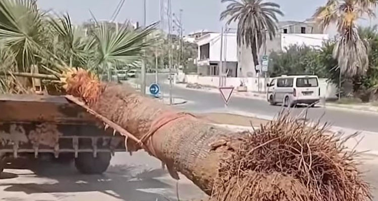 بلدية أكودة تتقدم بشكاية جزائية ضد مجهولين اقتلعوا نخلتين من الطريق العام