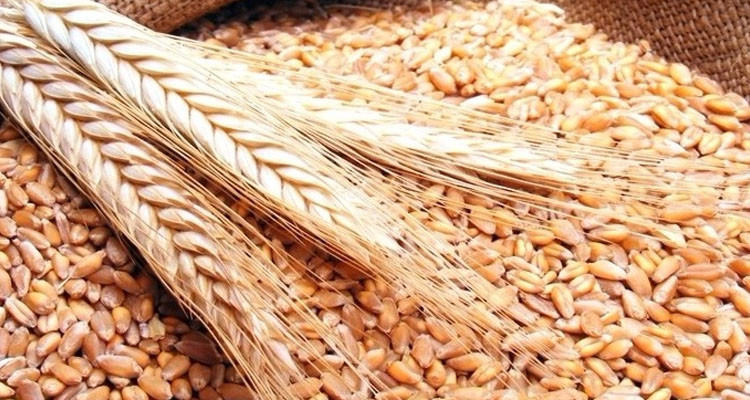 رئيس اتحاد الفلاحة بباجة: صابة الحبوب تصل إلى أكثر من مليوني قنطار