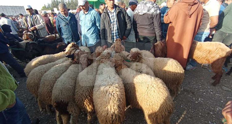 أسعار الأضاحي تتراوح بين 500 و1600 في سوق الدواب بباجة