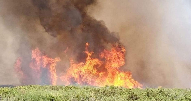 حريق يأتي على حوالي 4 هكتارات من الحبوب في بنزرت