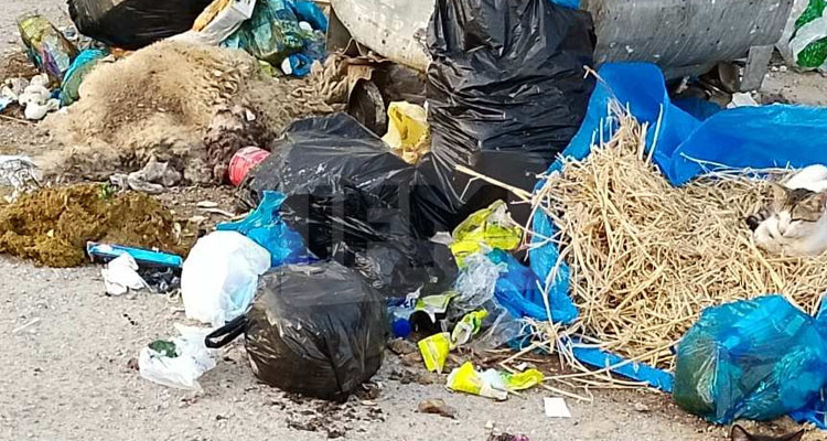 فضلات الأضاحي تغمر شوارع المهدية وتفوق امكانيات البلدية