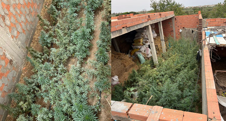 مداهمة منازل معدة لزراعة المخدرات بمنزل تميم