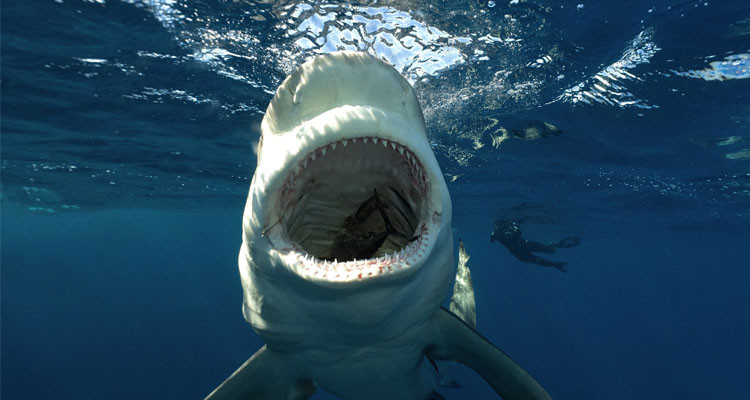 بعد هجومين لأسماك القرش: إغلاق بعض الشواطئ في فلوريدا الأمريكية