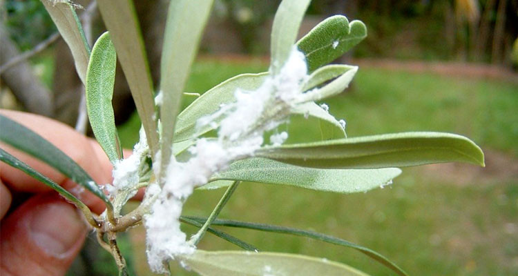 وزارة الفلاحة تعلن حصيلة الحملة الوطنية لمكافحة ذبابة الزيتون