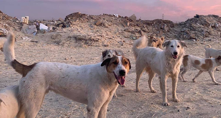 بلدية المظيلة: سيتم تكثيف حملات ق/ت/ل الكلاب السائبة بشكل يومي