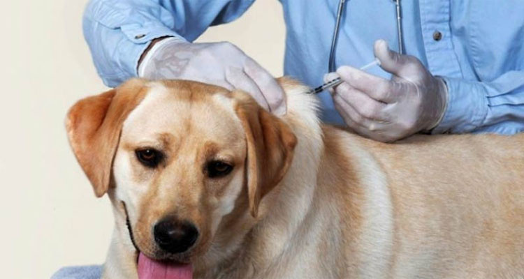 نابل: نسبة تلقيح الحيوانات ضد داء الكلب بلغت 1000%