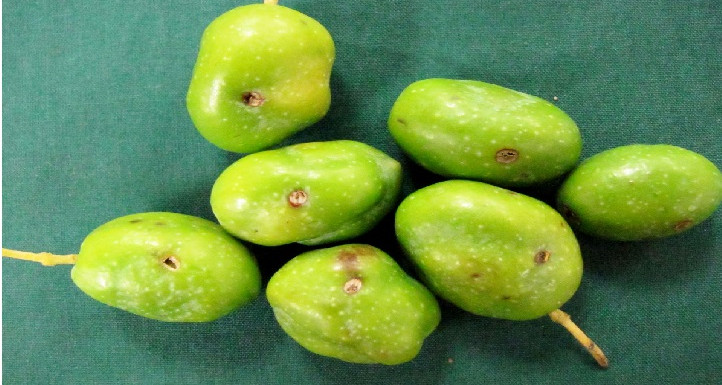 يوم تحسيسي في القيروان حول ذباب الزياتين