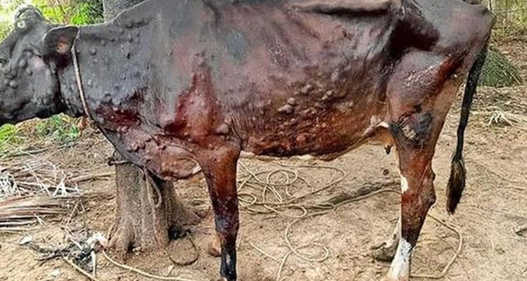 تونس تسجل أول حالة لمرض الجلد العقدي المعدي عند الأبقار