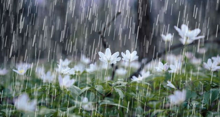 كميات الأمطار ستصل إلى 60 مليمتر في هذه الولايات اليوم