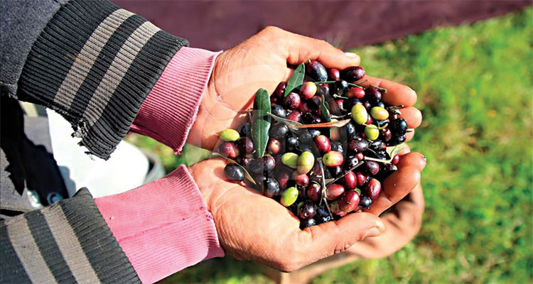 موعد افتتاح موسم جني وتحويل الزيتون في بنزرت