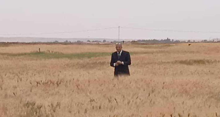 برمجة بذر 130 هكتار من الحبوب المروية في رمادة