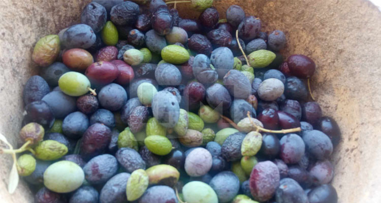 القصرين: 15 نوفمبر المقبل افتتاح موسم جني الزّيتون والصّابة تُقدّر بـ 70 ألف طن