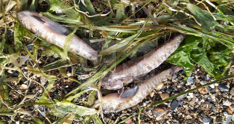 بنزرت: نفوق كمية من الأسماك بشاطى "روندو" بمنزل بورقيبة