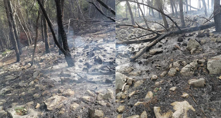 باجة: اندلاع حريق بجبل عين بلوين وعمليات الإطفاء متواصلة