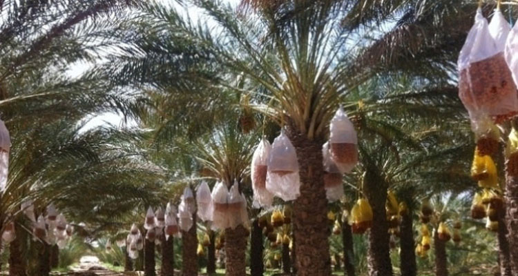 استثمار بقيمة 77 مليون دينار تونسي من وزارة الزراعة الأمريكية لدعم قطاع التمور في تونس