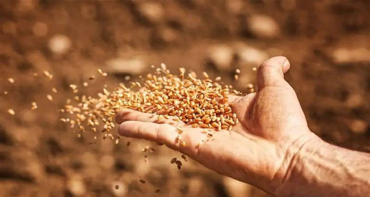 وزير الفلاحة يدعو إلى تسريع نسق توزيع البذور لهذه الجهات