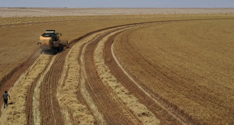 اتحاد الفلاحة بباجة: موسم بذر الحبوب يسير بنسق بطيء لهذه الأسباب