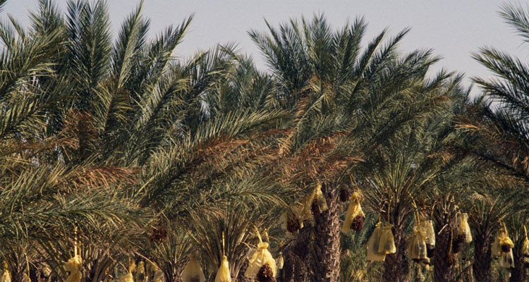 قبلي: فلاحو واحات فرعون يطلقون نداء استغاثة