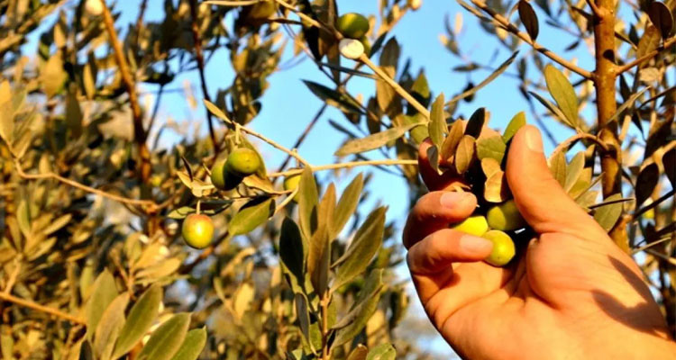 وزارة الفلاحة: مساع حثيثة  لتوفير التمويلات اللاّزمة  لإنجاح موسم الزيتون