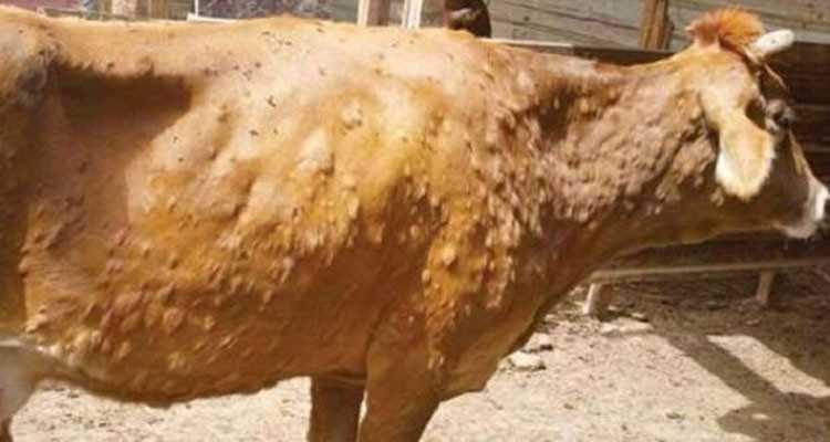 سيدي بوزيد: نفوق أبقار بسبب انتشار مرض الجلد العقدي المعدي 