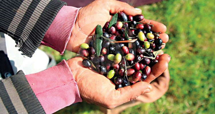 نسبة تقدم موسم جني الزيتون تبلغ 48% في مدنين