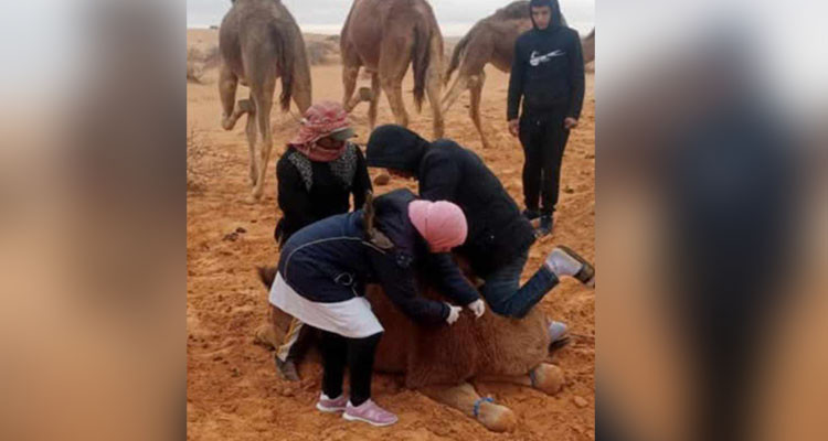 مندوبية الفلاحة بتطاوين تدعو الفلاحين إلى تلقيح مواشيهم قبل هذا التاريخ